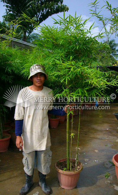 Phylostachys siamensis (pot)